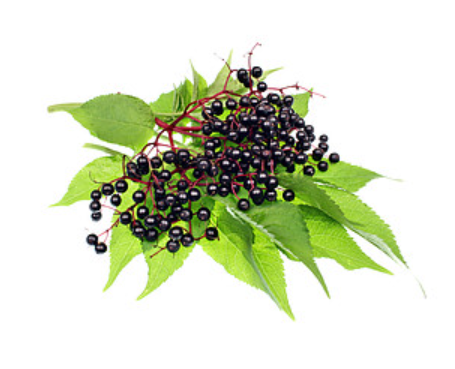 Elderberry syrup