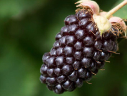 Boysenberry