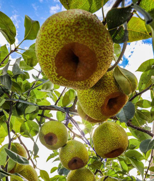 Laiyang pear