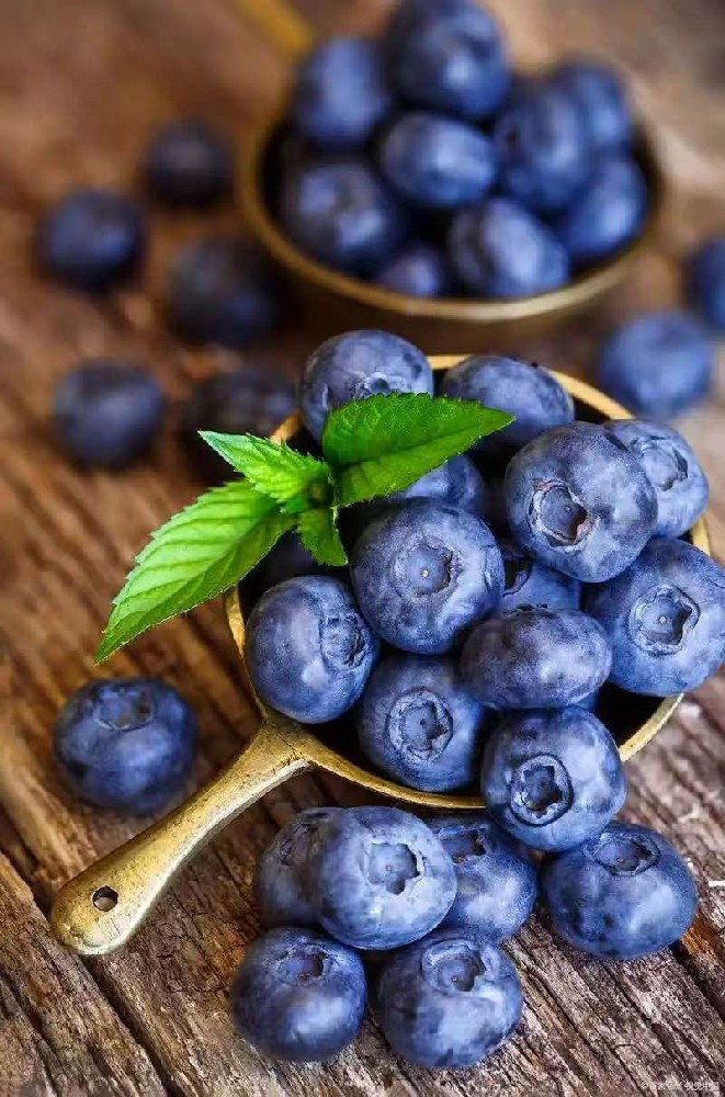 Blueberry puree/Blueberry concentrated puree