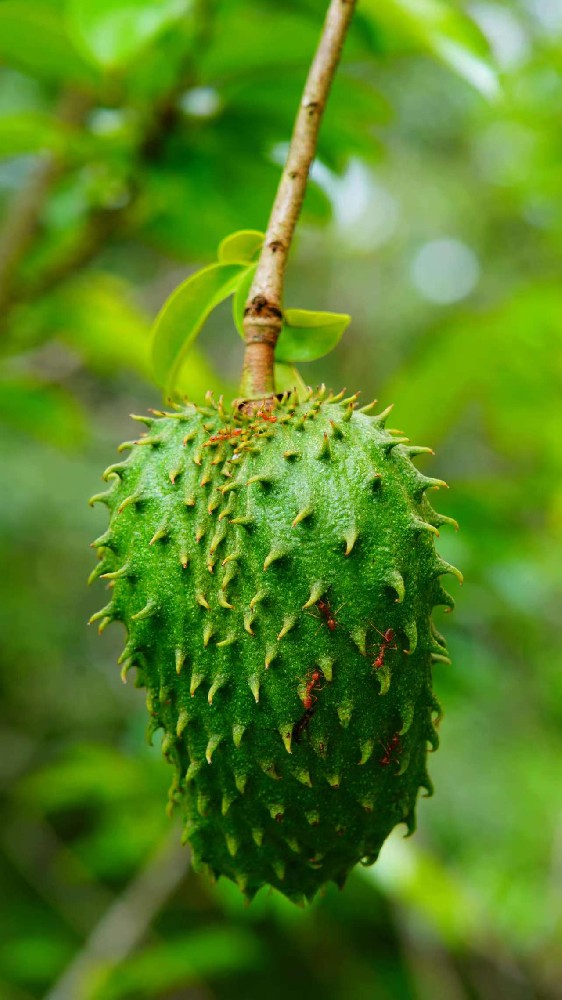 Soursop puree