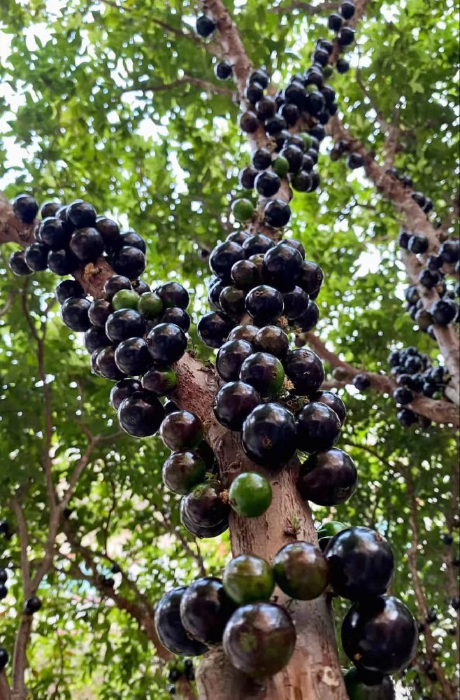 Gabriel fruit puree