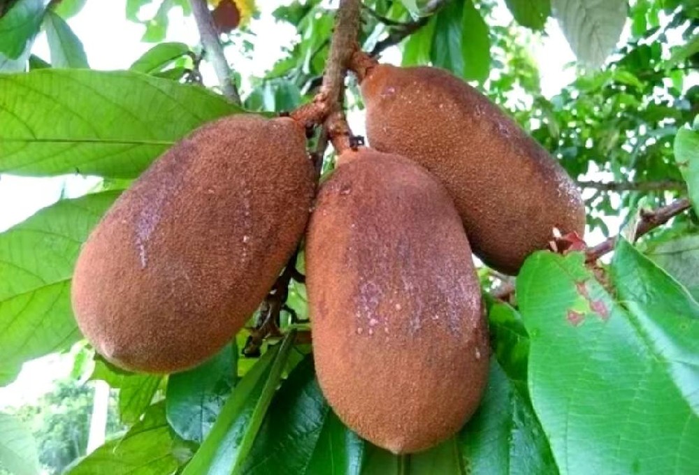 Açaí pulp