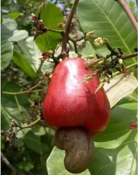 Cashew apple pulp