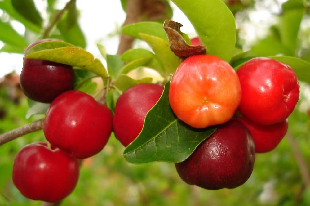 Acerola cherry