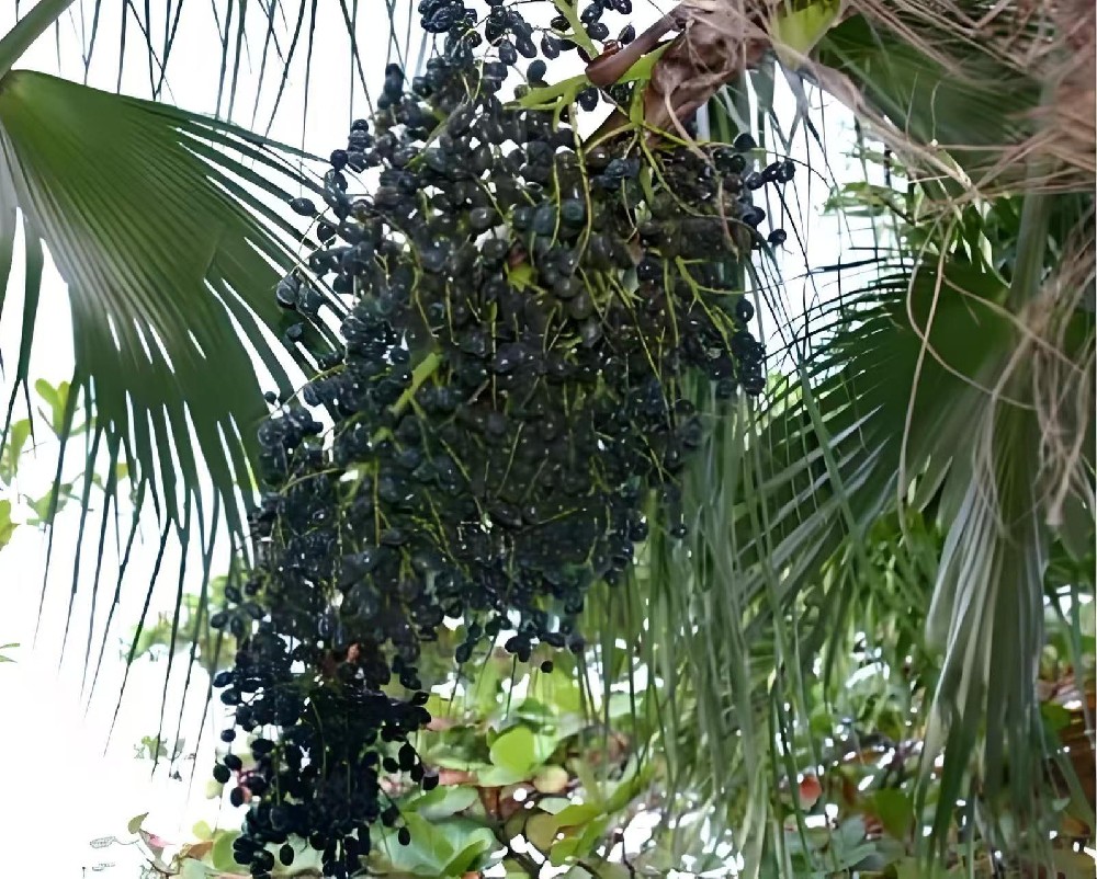 Acai berry puree